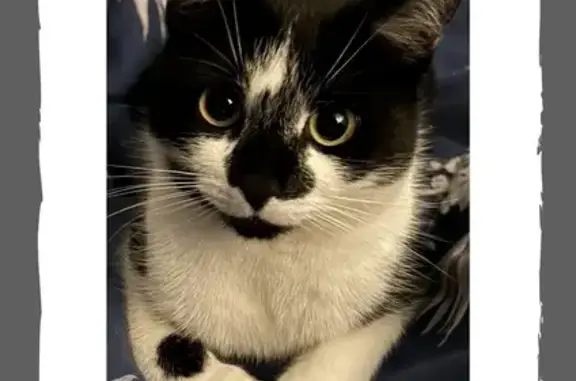 Lost Tuxedo Cat 'Melon' in Pitt Street Area