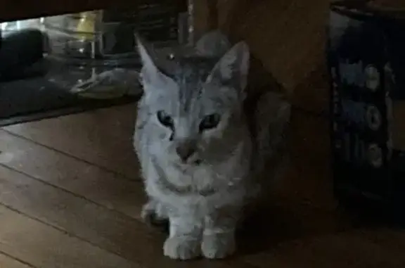 Jeune chat gris trouvé à Saint-Salvy-de-la-Balme - photo