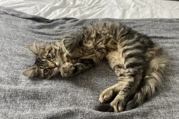 Animaux perdus , photo: Chat tigré perdu à Meulles, 9 sept.
