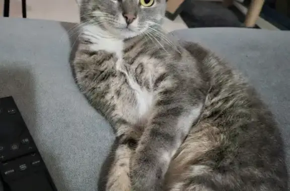 Lost Grey Tabby Cat, Meredith St, Canterbury