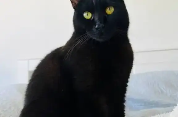 ¡Gato Negro Perdido en Carolinas Altas, Alicante!