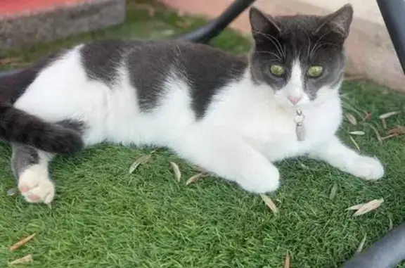 Chatte européenne blanche/grise perdue à Ventabren - photo