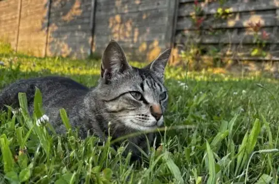Animaux perdus Sotteville-lès-Rouen, photo: Chat mâle tigré 2 ans perdu à Sotteville