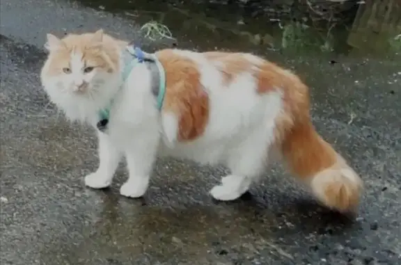 Animaux perdus Brest, photo: Chat mâle roux/blanc 5 ans perdu à Brest