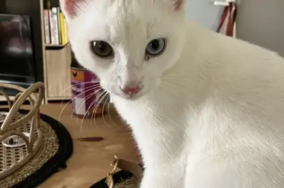 Chat blanc aux yeux verrons trouvé à Aire-sur-l'Adour - photo