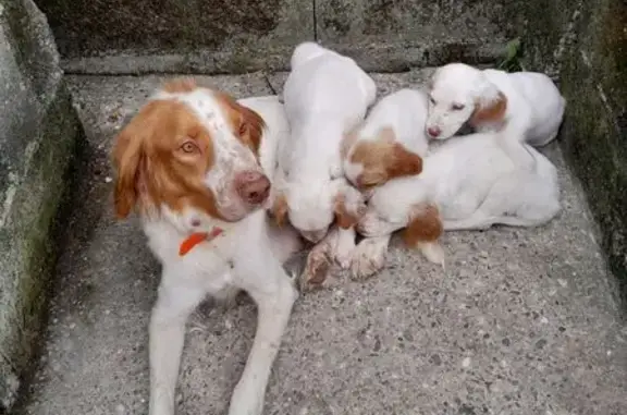 Chienne et petits trouvés sous pont de Malause - photo