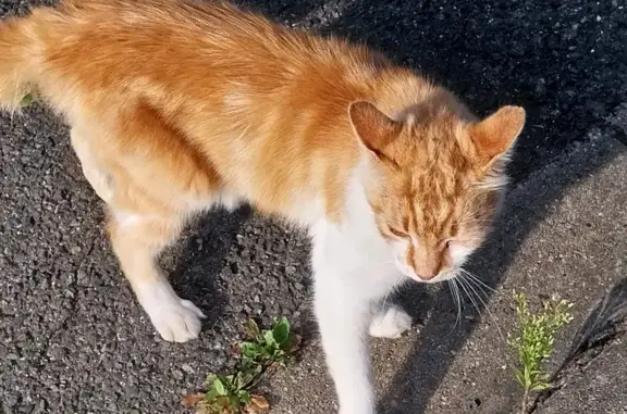 Chat mâle roux/blanc trouvé à Coulommiers - photo