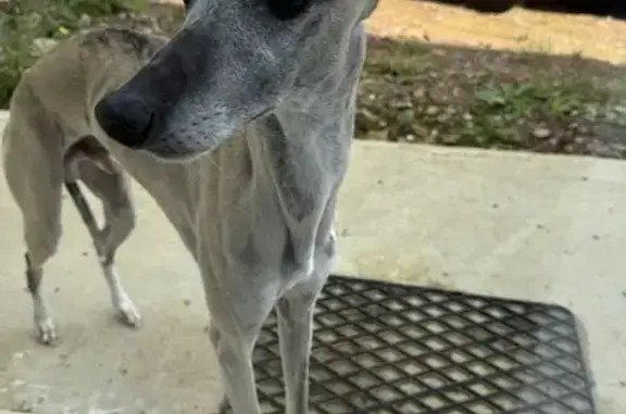 Lévrier greyhound trouvé Rue des Écoles, 17 - photo