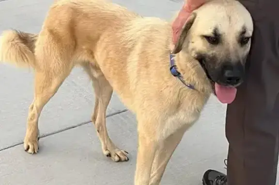 Lost Dog Found: Blue Collar in Knoxville