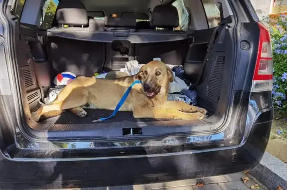 Perro Joven Sin Chip Encontrad...