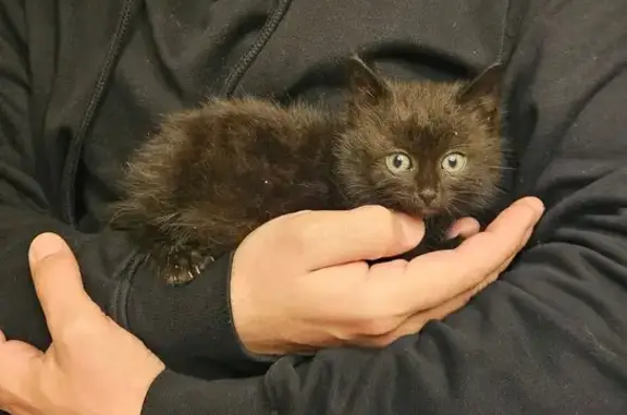 Chaton noir trouvé seul à Coutainville - photo