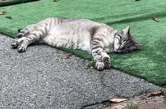 Chat perdu, Narrosse, photo: Chat européen disparu, 5,5kg, Narrosse