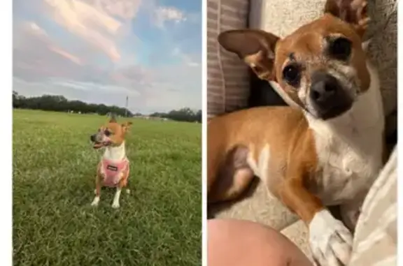 Lost Chihuahua Mix: Brown & White on Lasater Rd