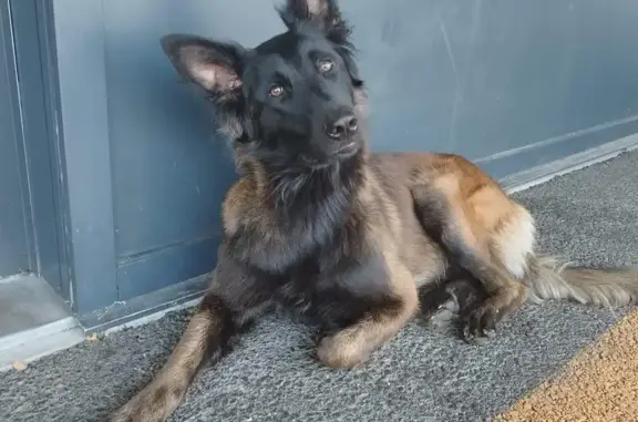 Deux malinois femelles disparues à Cugnaux - photo