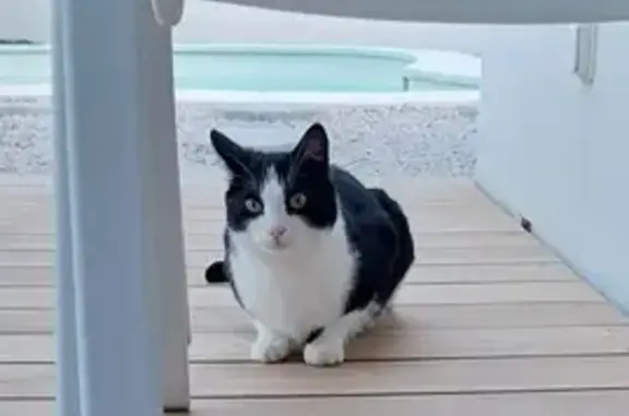 Chat craintif cherche foyer ou propriétaire - photo