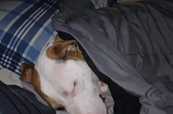 Lost Pit Bull: Brown & White on State St.