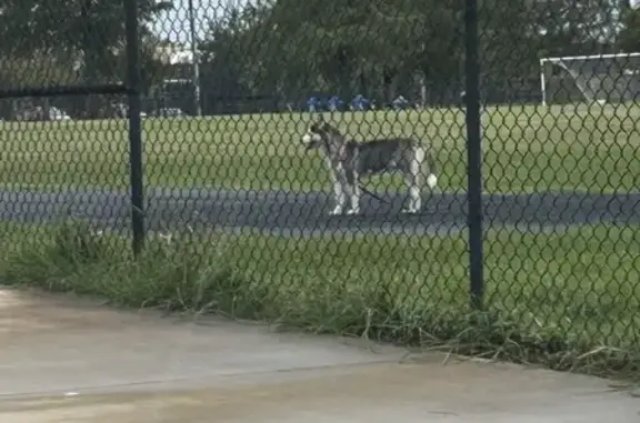 Lost Husky with Pink Leash on Gasmer Dr, Houston