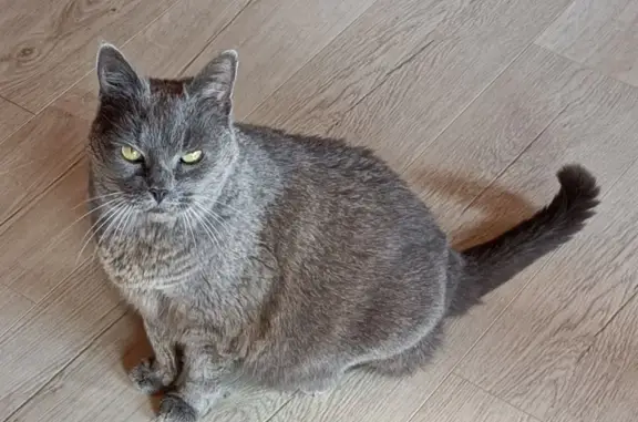 Chat perdu, , photo: Chat chartreux gris perdu à Onnion