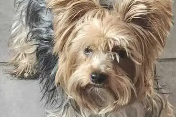 Lost Male Yorkie in Bedelia - Help Find!