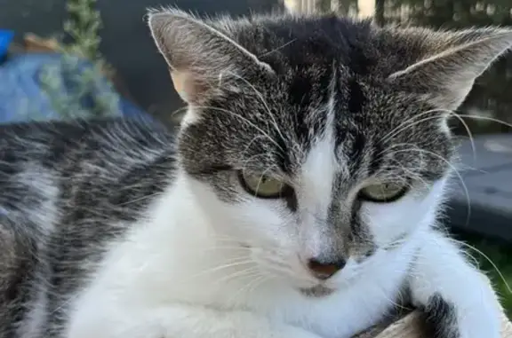 Chat perdu, Plobsheim, photo: Chatte 11 ans perdue Rue du Moulin, Plobsheim