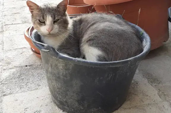 Chat gris-blanc trouvé cherche foyer à Fresnay - photo