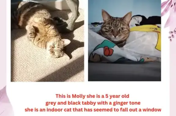 Lost 5-Year-Old Indoor Cat in Solomon Ave