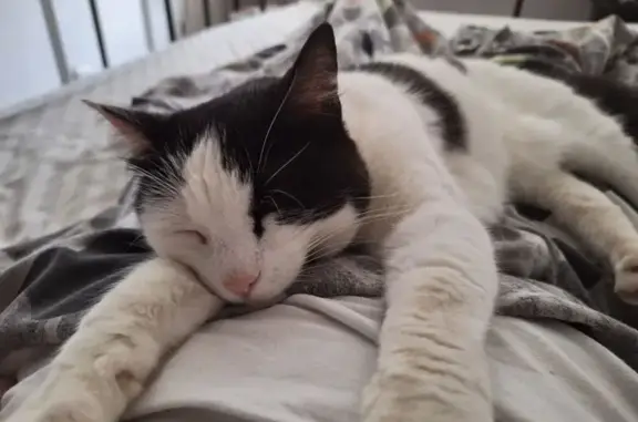 Chat perdu, Bréhand, photo: Chat gouttière femelle perdue à Bréhan