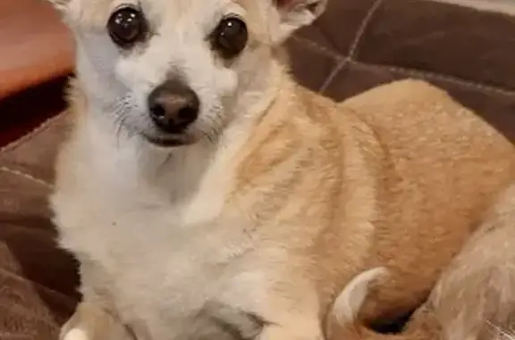 Lost Senior Chihuahua Mix on Old Furnace Rd