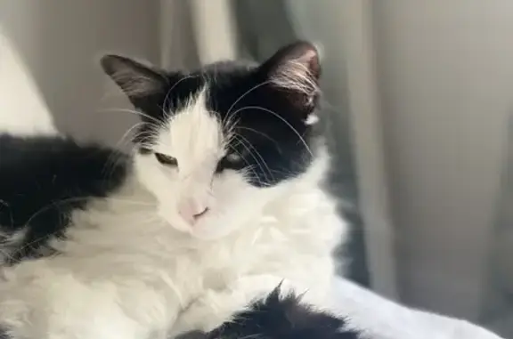 Animaux perdus , photo: Chat perdu à Strasbourg : Dewey, 1 an et demi