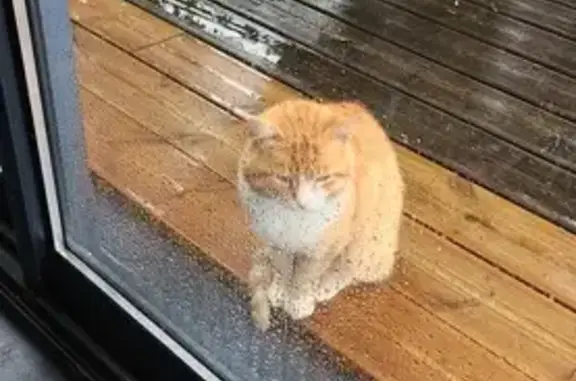 Animaux trouvés Saint-Germain-les-Belles, photo: Chat européen mâle affamé rue Simone