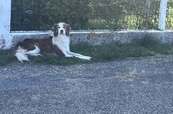 Chien errant marron et blanc à La Tour-du-Crieu - photo