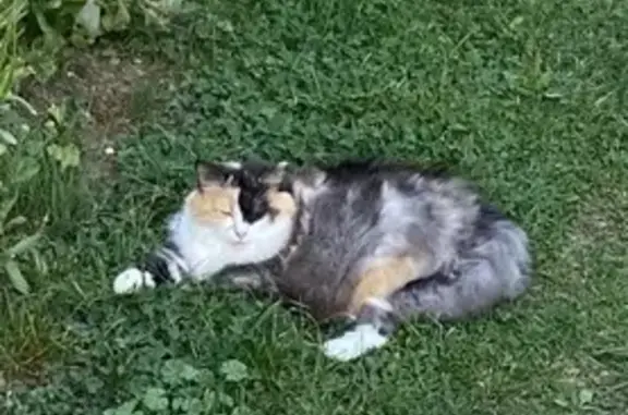 Animaux perdus , photo: Chatte craintive disparue au Plat