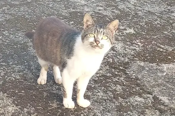 Chat mâle tricolore trouvé à Caudry - photo