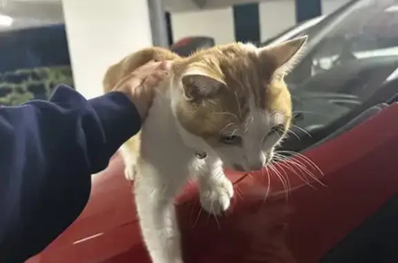 Chat blanc et roux trouvé à Floirac - photo