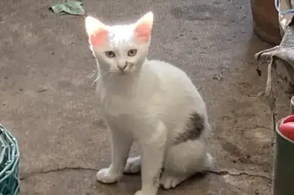 Animaux perdus , photo: Jeune chatte blanche disparue à Crouttes