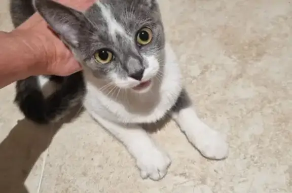 Chaton femelle gris-blanc trouvé à Nice - photo