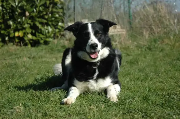 Animaux perdus , photo: Chien noir et blanc perdu à L'Houmé