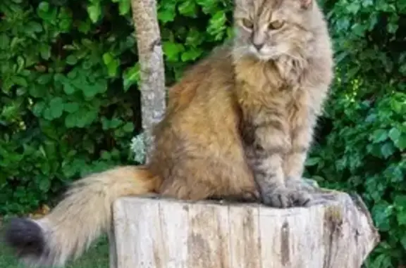 Chat perdu, , photo: Chatte disparue à Duran: Moya, poil long