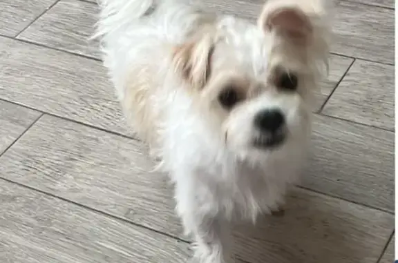 Lost Shihzu Mix: White & Cream, Worcester