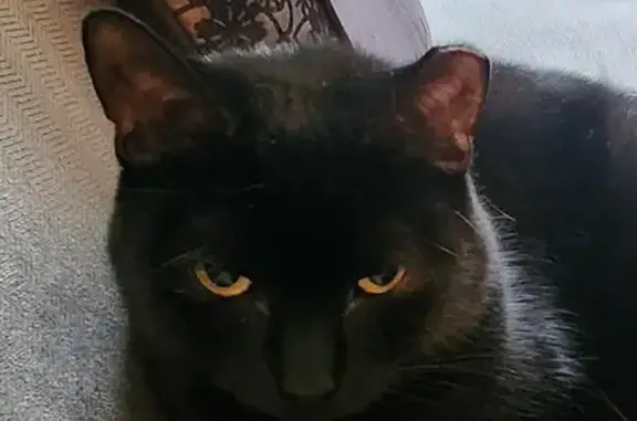 Missing Black Cat with Orange Eyes in Fitchburg