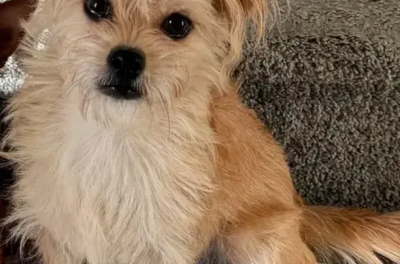 Lost Blonde Dog on East Main, Middletown