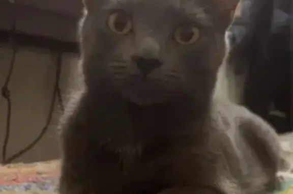 Missing Grey Cat - East Spruce Dr, Palatine