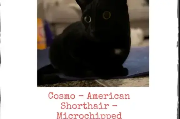 Missing Black & White American Shorthair Cat