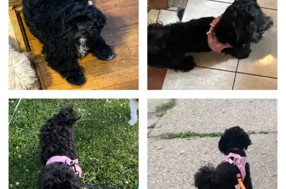 Lost Small Black Dog - South Knox Ave, Chicago