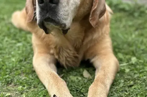 Labrador sable trouvé, déposé à la clinique - photo