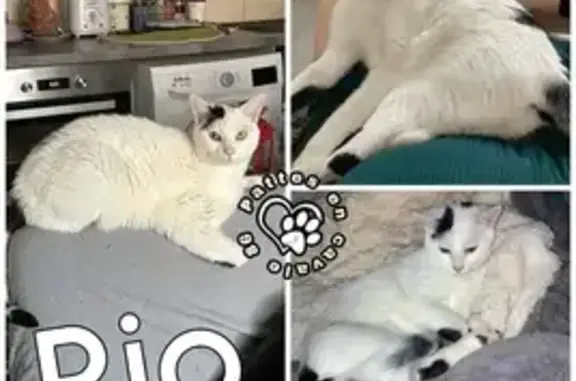 Chat perdu : Rio, blanc et noir, peureux, Vouillé - photo