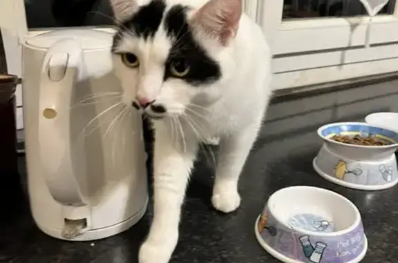 Animaux trouvés Chelles, photo: Chat blanc tache noire trouvé à Chelles