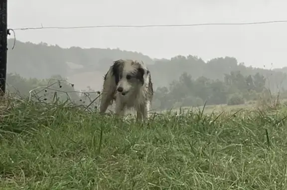 Chien trouvé : blanc/marron, craintif mais doux - photo