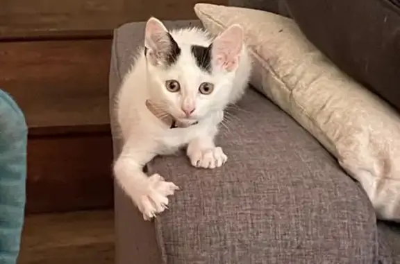 Chaton blanc perdu, taches noires, Massérac - photo