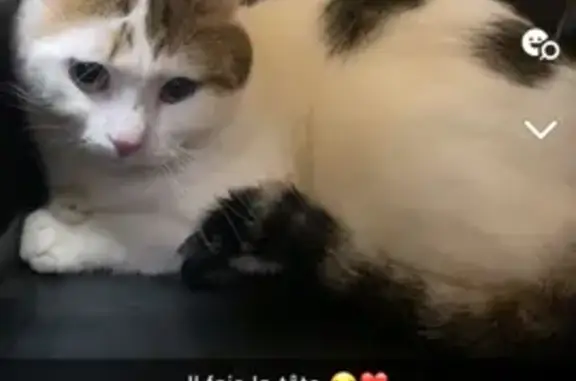 Chat perdu, , photo: Chat mâle perdu, blanc tacheté marron, Le Breuil